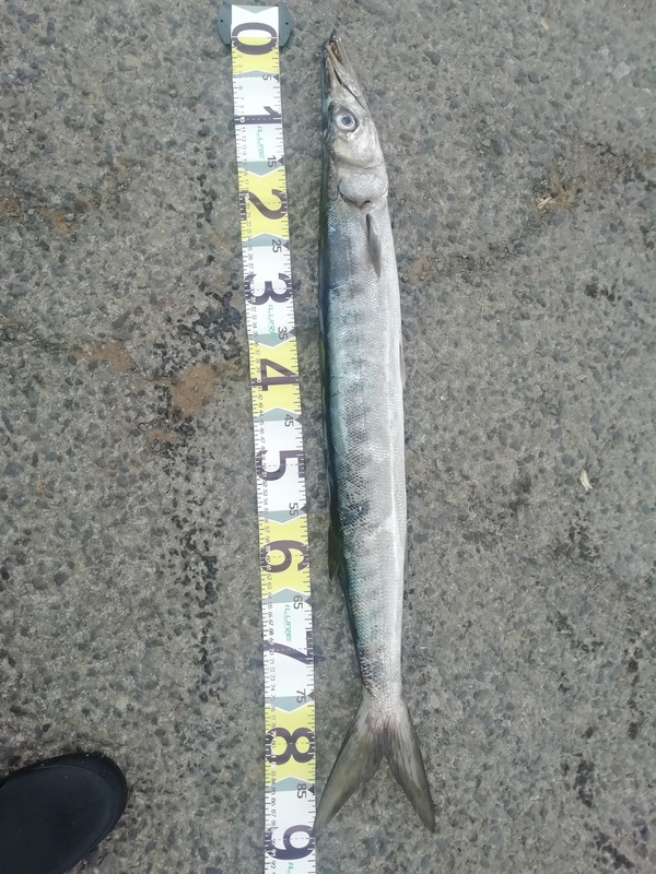 Fish Measure Picture